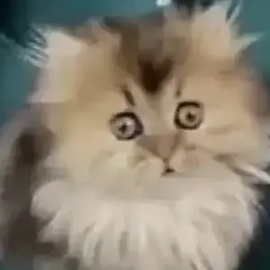 ммаркиз