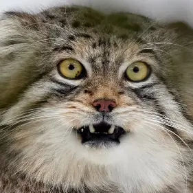 manul lev