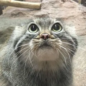myelsmanul