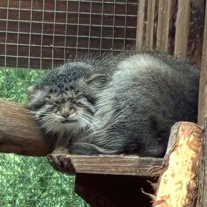 ballcat