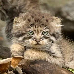 Roman Paulov, Manulization