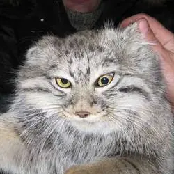 manul is the best