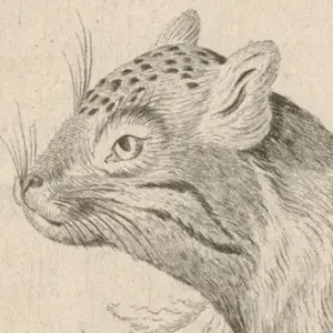 Lynx