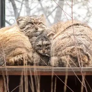 лексі
