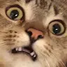 Paranoic CatLord
