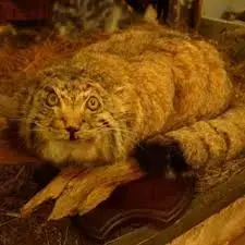 Evgeny Manul