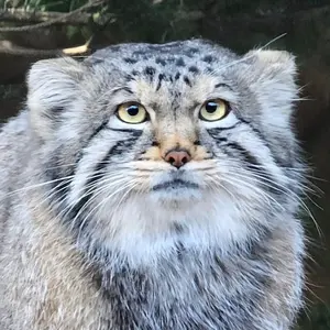 Noa