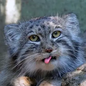 hungarian manul