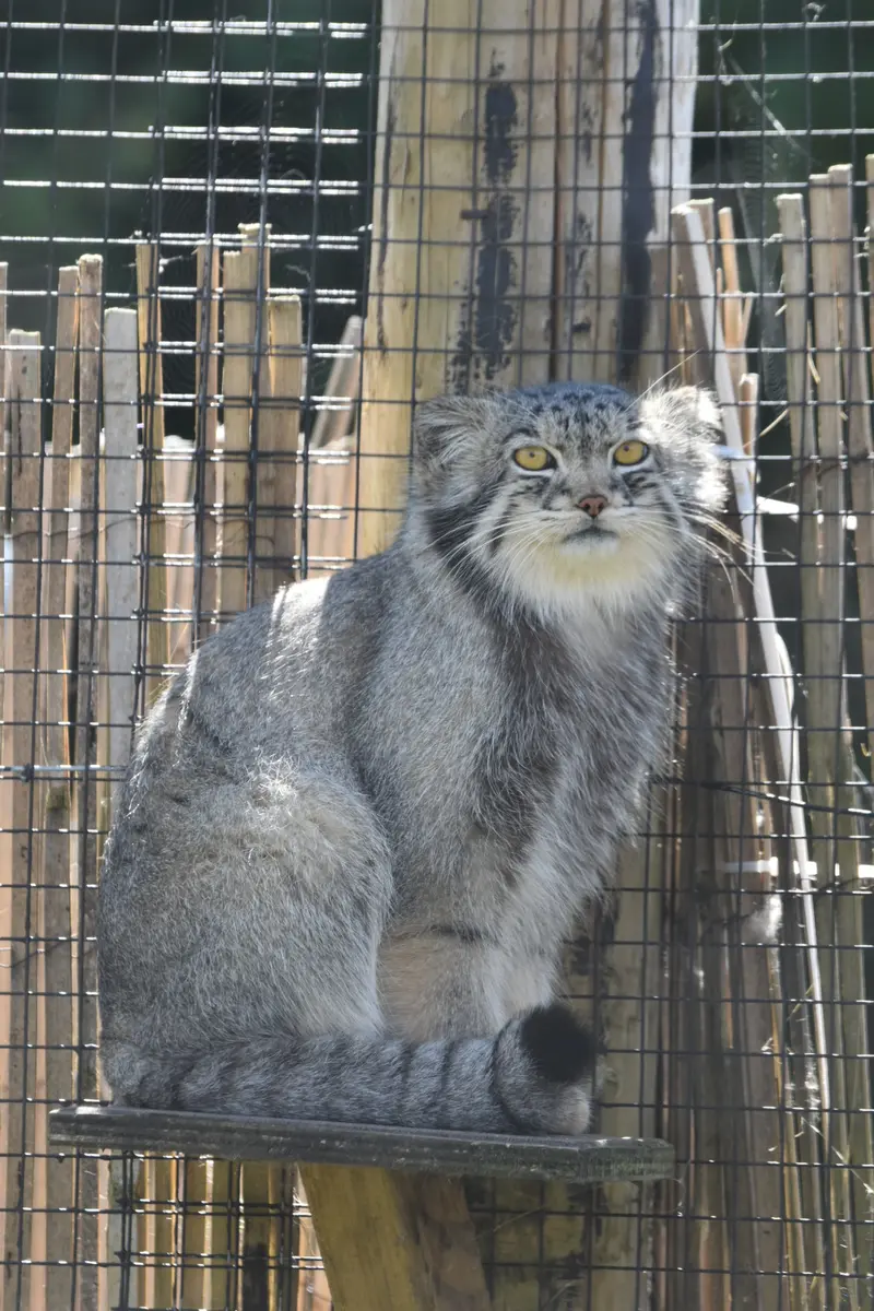 A photograph of Bat-Erdene in The Lakeland Wildlife Oasis