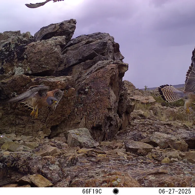 A photograph of Common kestrel from Karashoky [new] camera trap