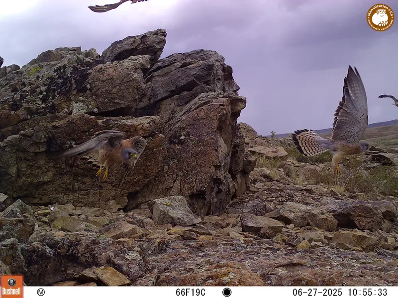 A photograph of Common kestrel from Karashoky [new] camera trap