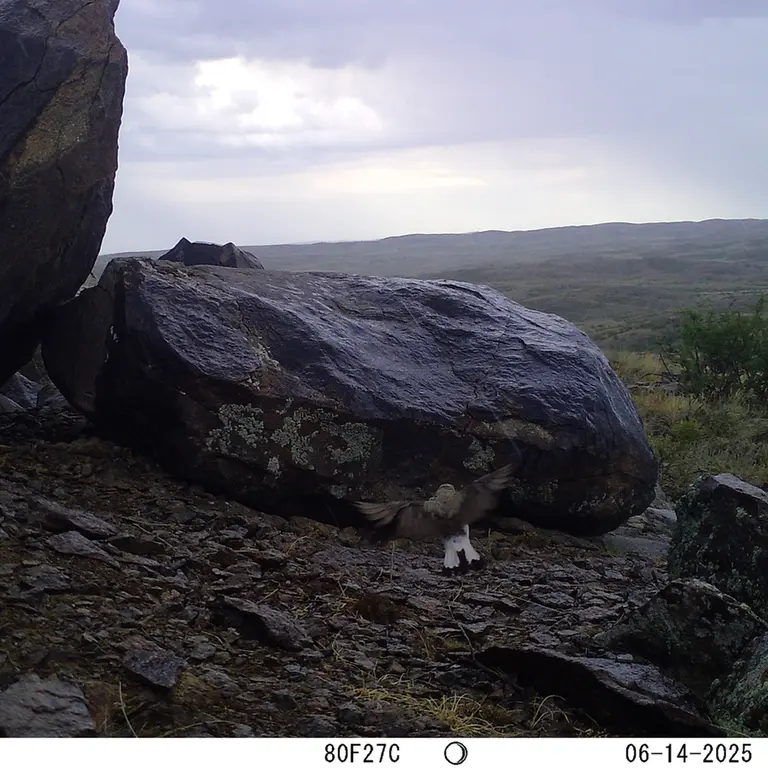 A photograph of a Pallas's cat from Koshkar camera trap