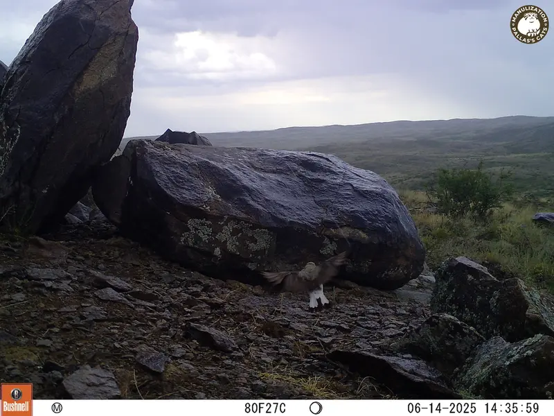 A photograph of a Pallas's cat from Koshkar [new] camera trap