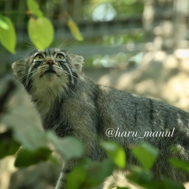 A photograph of Nagomu in Nasu Animal Kingdom