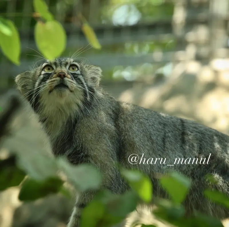 A photograph of Nagomu in Nasu Animal Kingdom