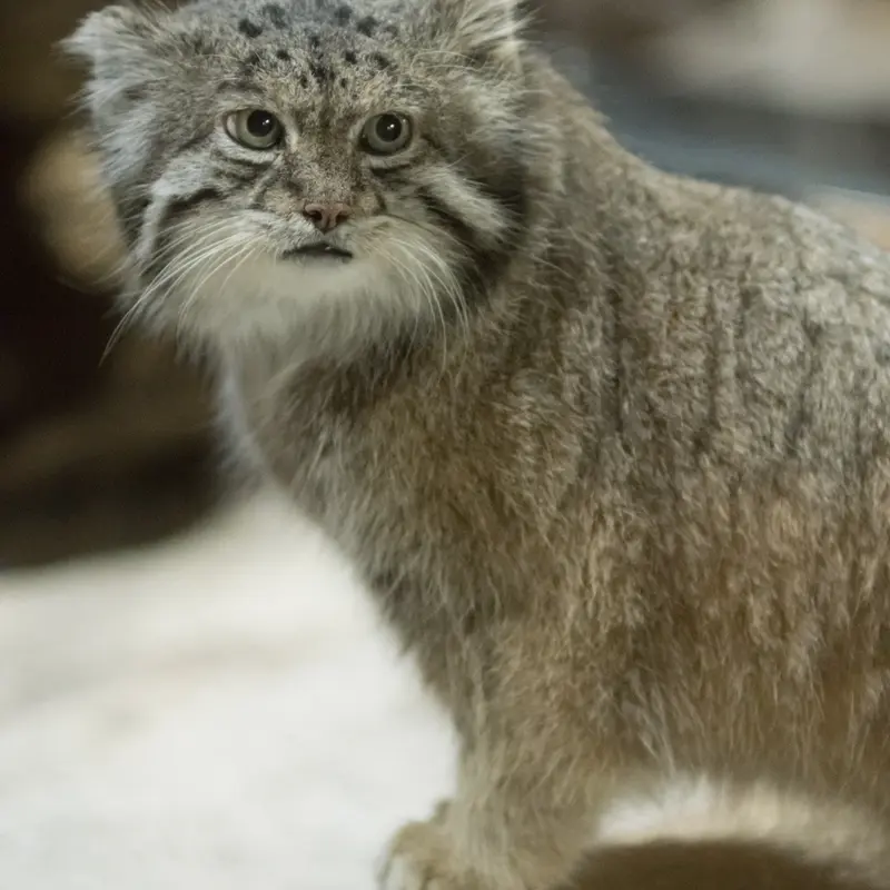 A photograph of Klyon in Ueno Zoological Gardens