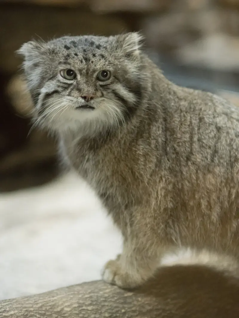 A photograph of Klyon in Ueno Zoological Gardens
