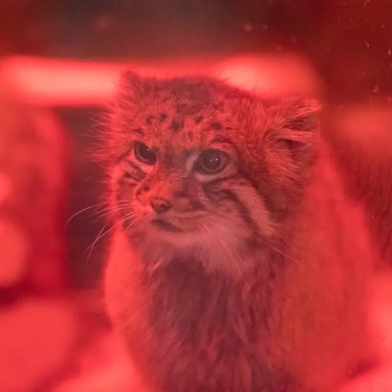 A photograph of Naim in Ueno Zoological Gardens