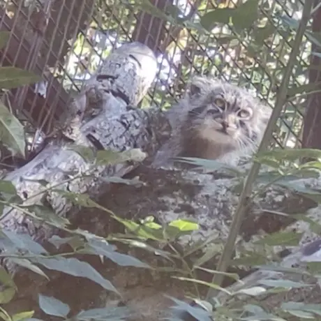 A photograph of Qolli-Olli in Ménagerie du Jardin des plantes