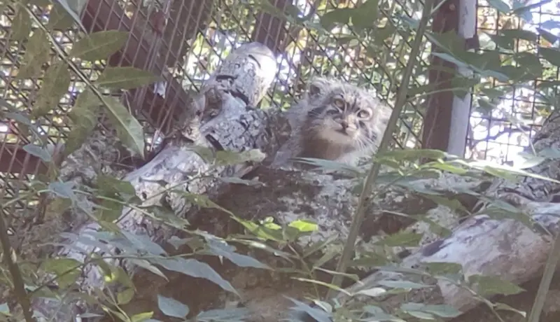 A photograph of Qolli-Olli in Ménagerie du Jardin des plantes