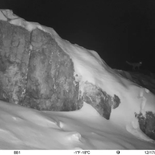 A photograph of Red fox from Aktas-Kunkora camera trap