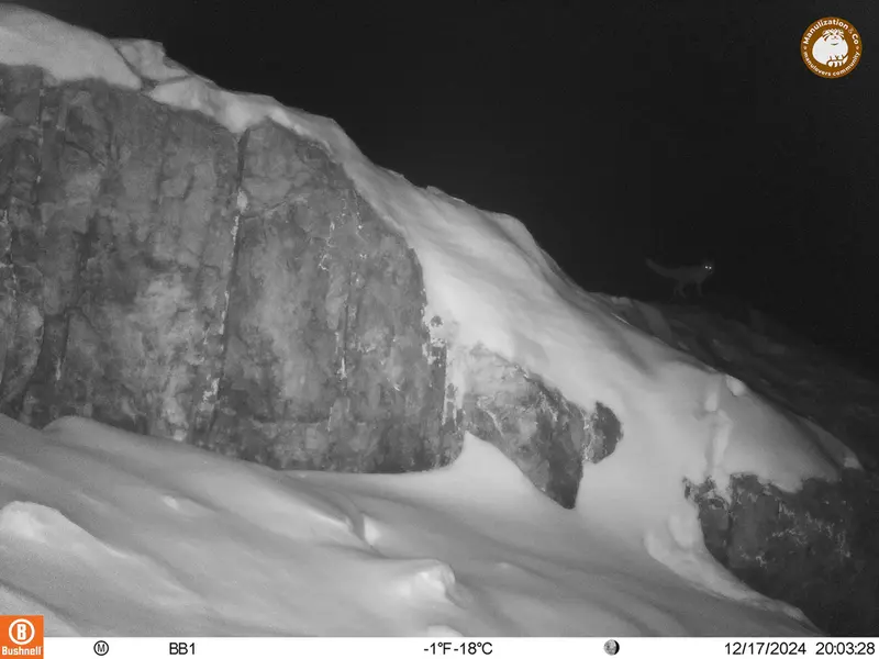 A photograph of Red fox from Aktas-Kunkora camera trap