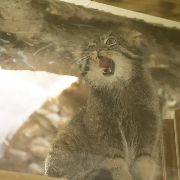 A photograph of Figa in Ueno Zoological Gardens