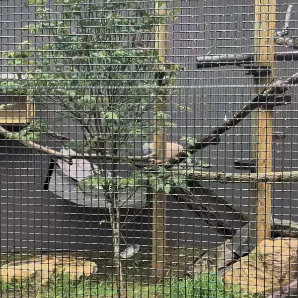 A photograph of Reza in Elmwood Park Zoo