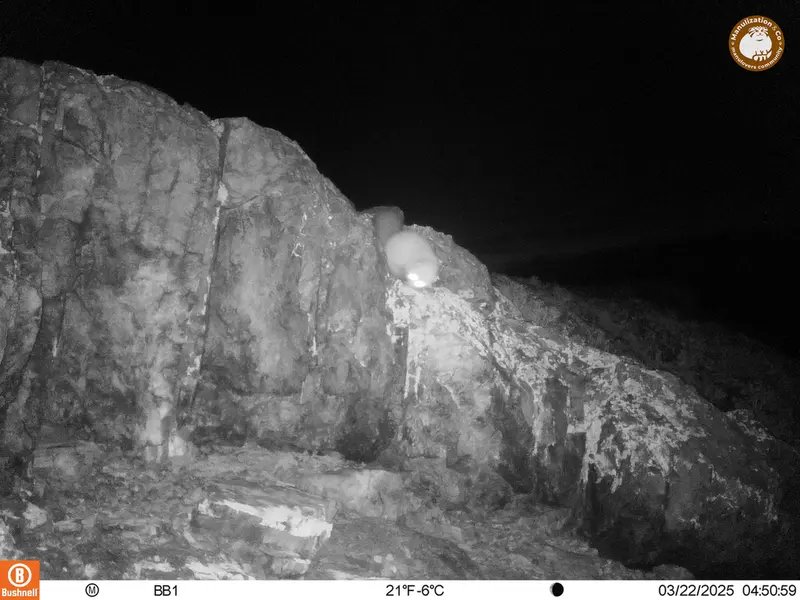 A photograph of Beech marten from Aktas-Kunkora camera trap