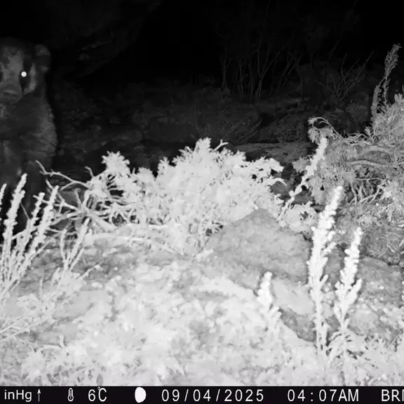 A photograph of Asian badger from Shubaraigyr [new] camera trap