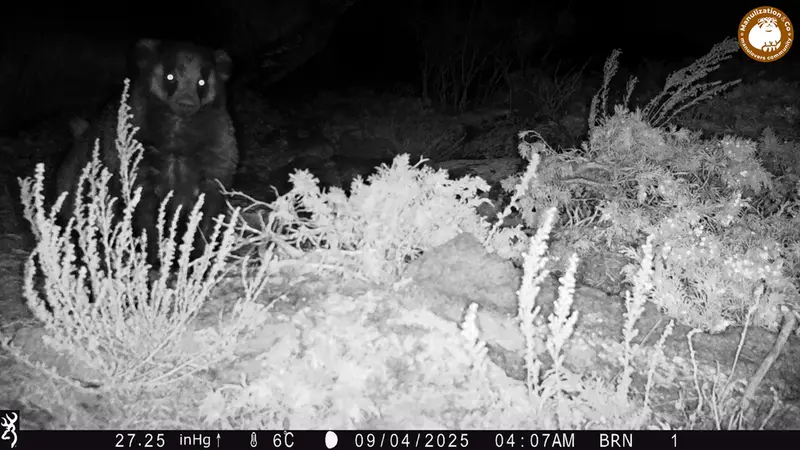 A photograph of Asian badger from Shubaraigyr [new] camera trap