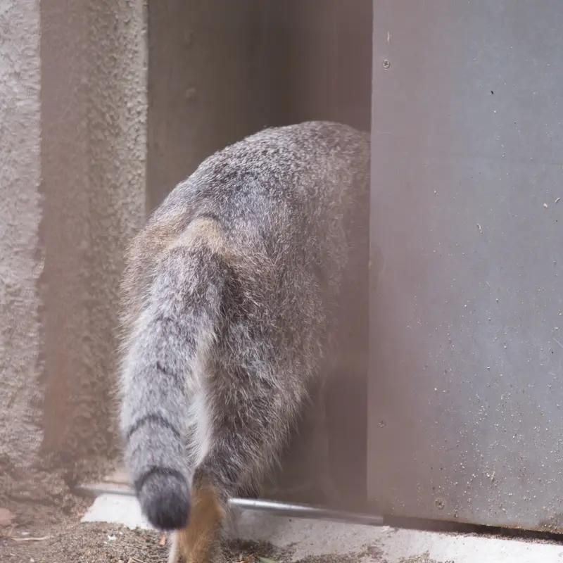 A photograph of Figa in Nogeyama Zoo