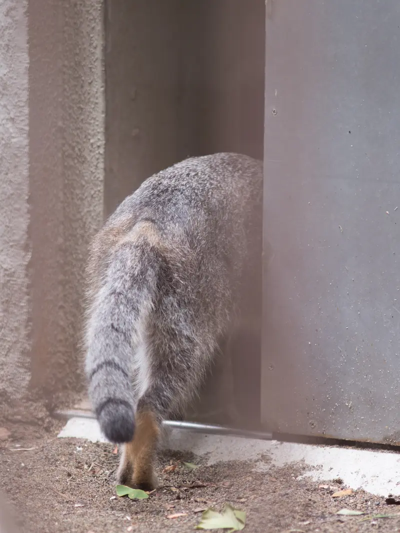 A photograph of Figa in Nogeyama Zoo