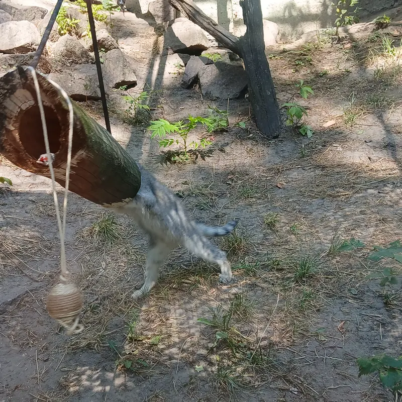 A photograph of Lucy in Budapest Zoo & Botanical Garden