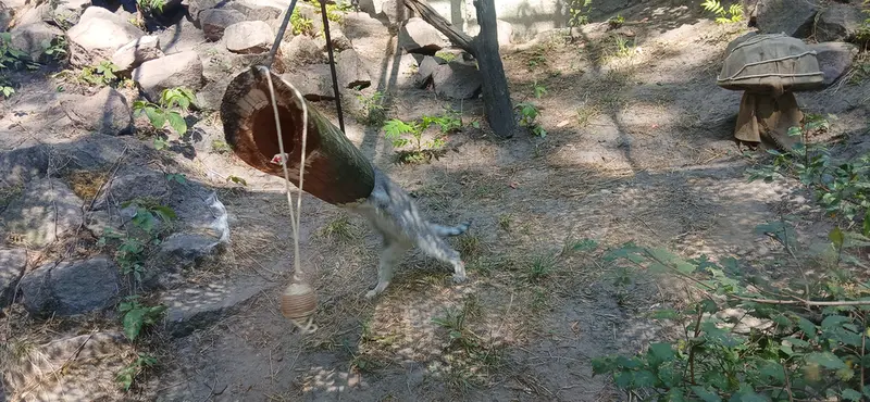 A photograph of Lucy in Budapest Zoo & Botanical Garden