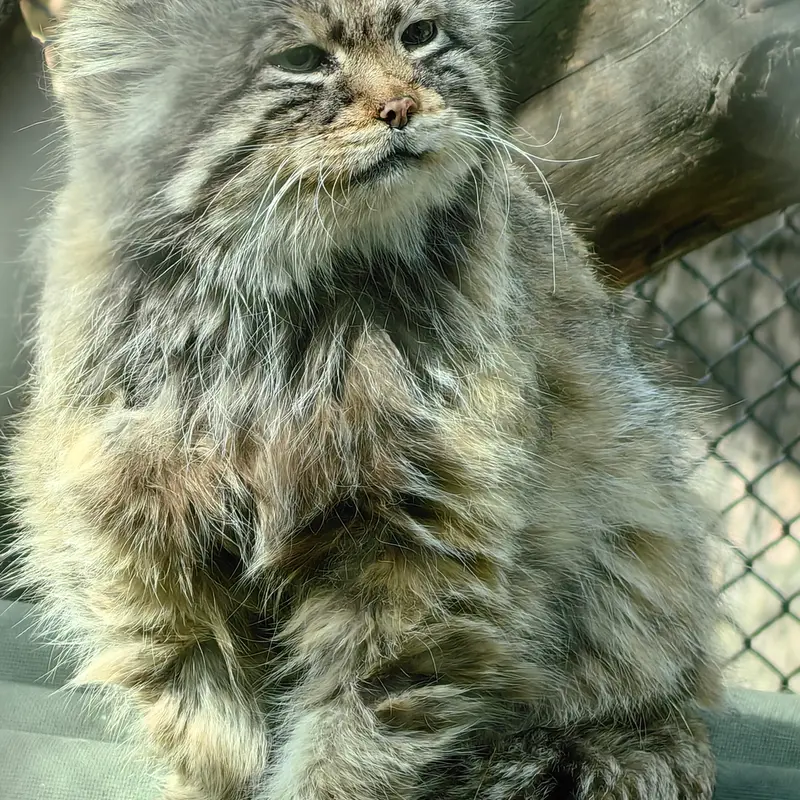 A photograph of Zelenogorsk in Novosibirsk Zoo