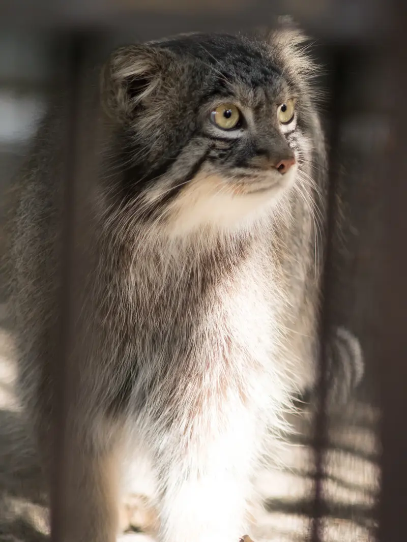 A photograph of Figa in Nogeyama Zoo