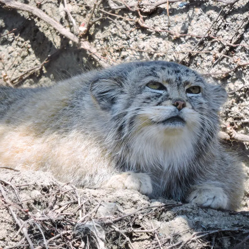 A photograph of Buddy in Lincoln Park Zoo