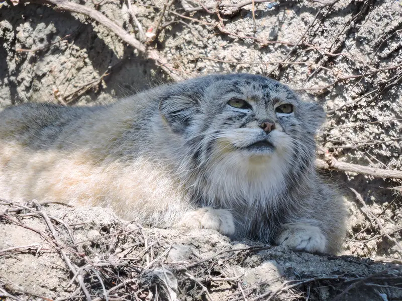 A photograph of Buddy in Lincoln Park Zoo