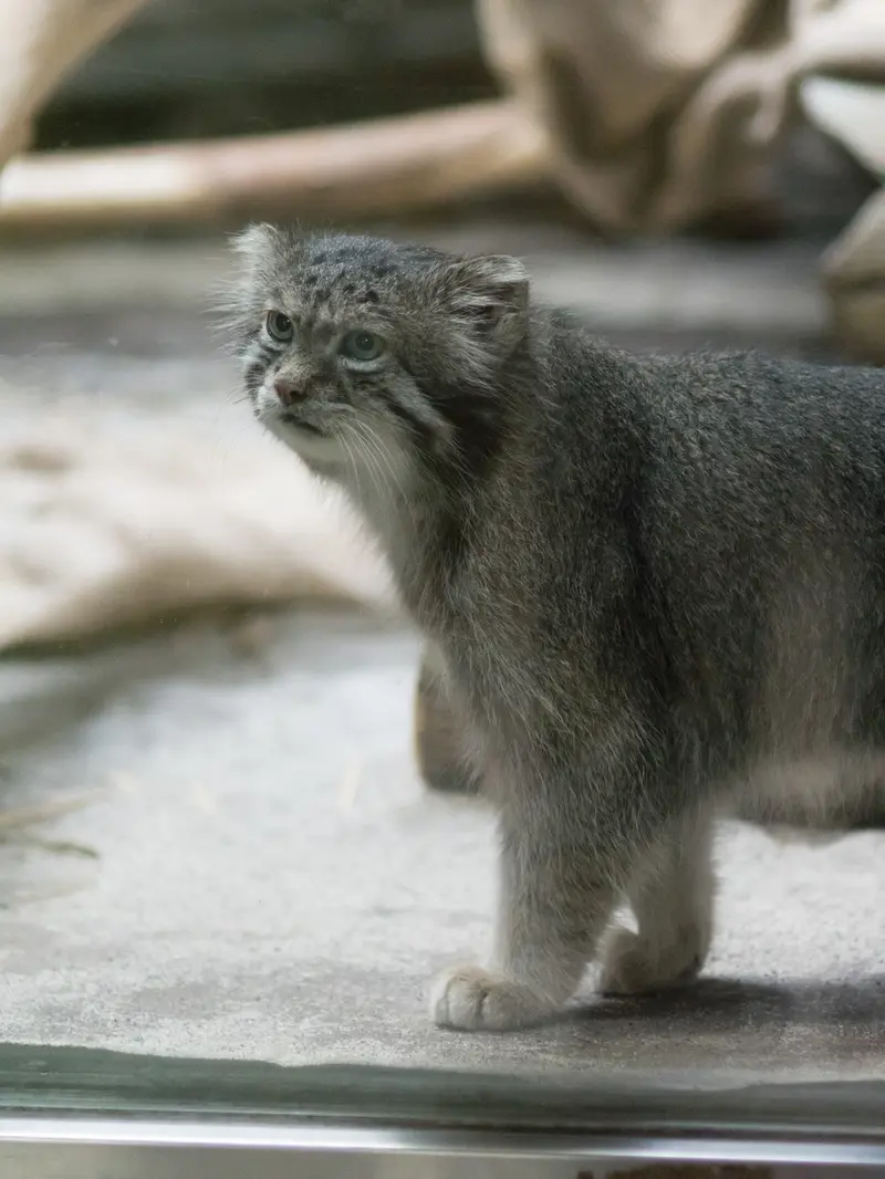 A photograph of Klyon in Ueno Zoological Gardens