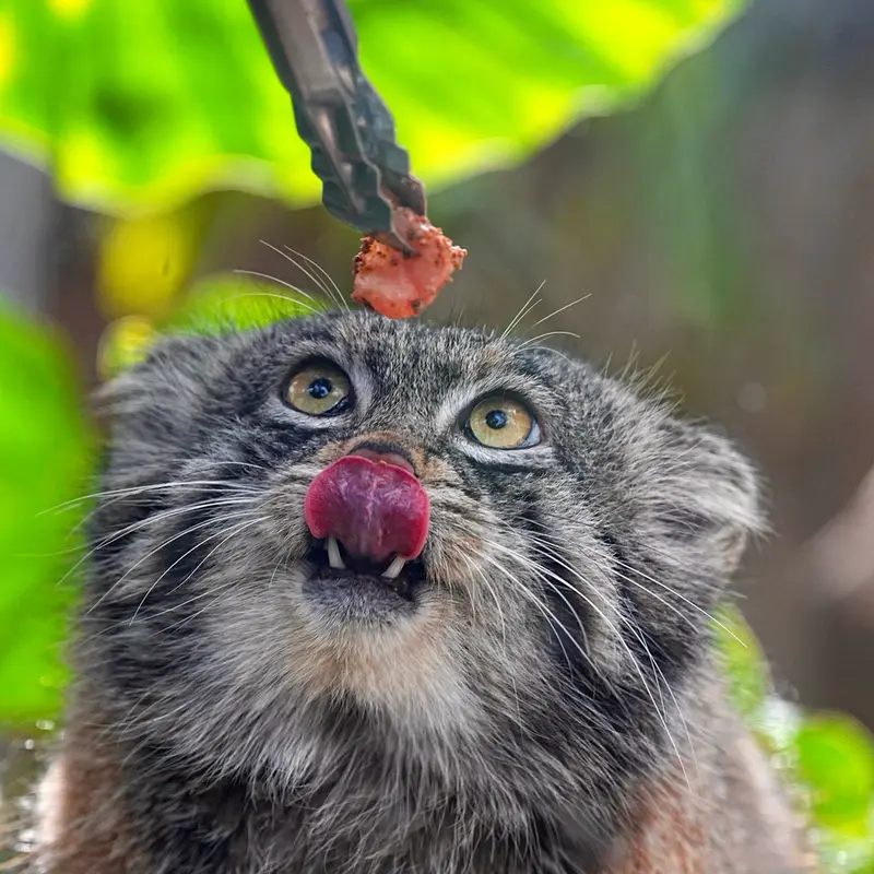 A photograph of Nar in Kobe Animal Kingdom