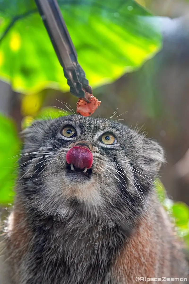 A photograph of Nar in Kobe Animal Kingdom