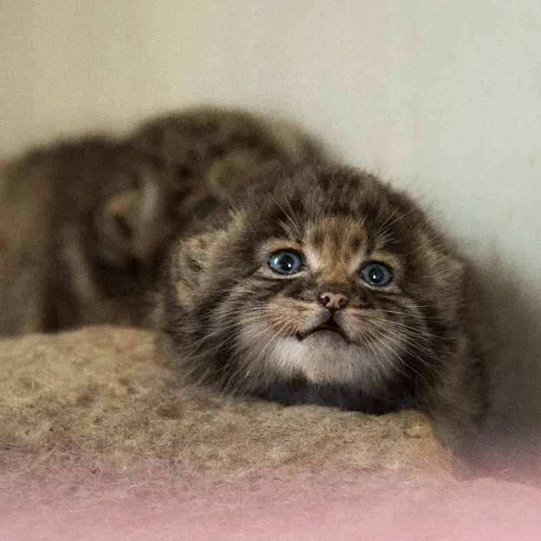 A photograph of a Pallas's cat