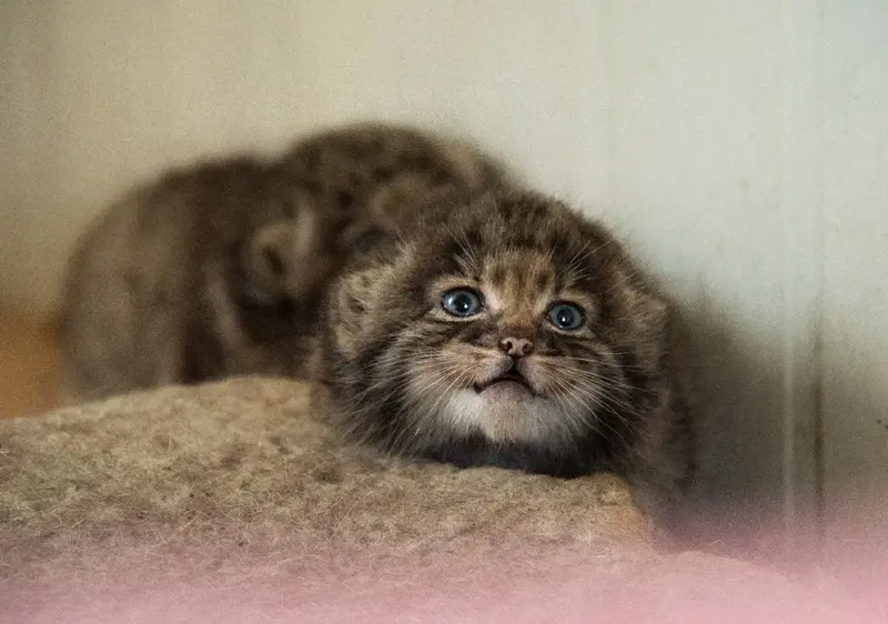A photograph of a Pallas's cat