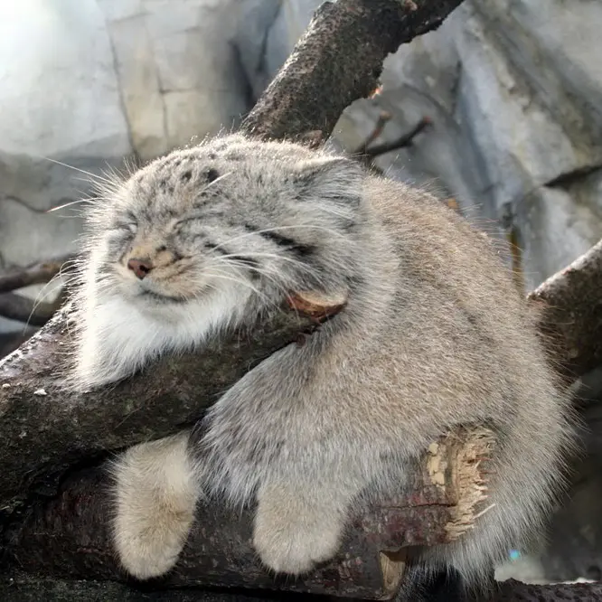 A photograph of Buddy in Columbus Zoo and Aquarium