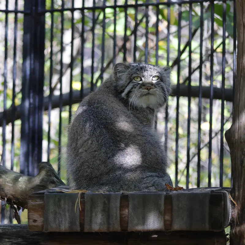 A photograph of Sylvester in Novosibirsk Zoo