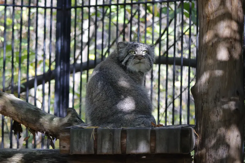 A photograph of Sylvester in Novosibirsk Zoo