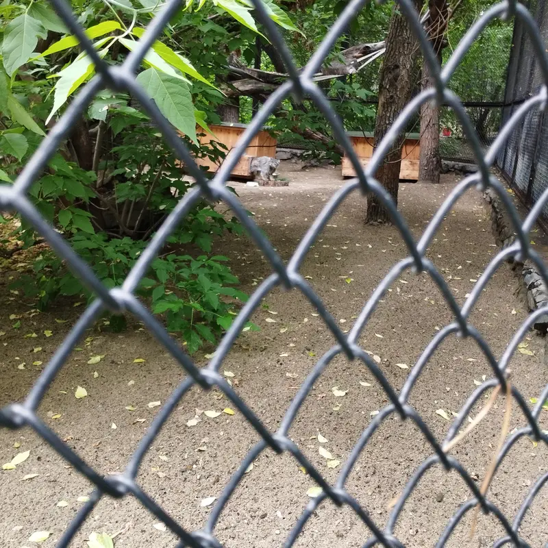 A photograph of Snezhinka in Novosibirsk Zoo