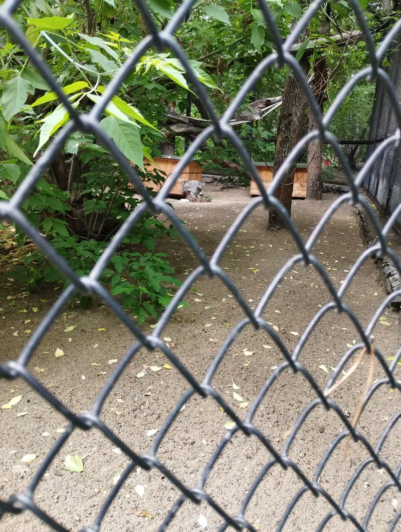 A photograph of Snezhinka in Novosibirsk Zoo
