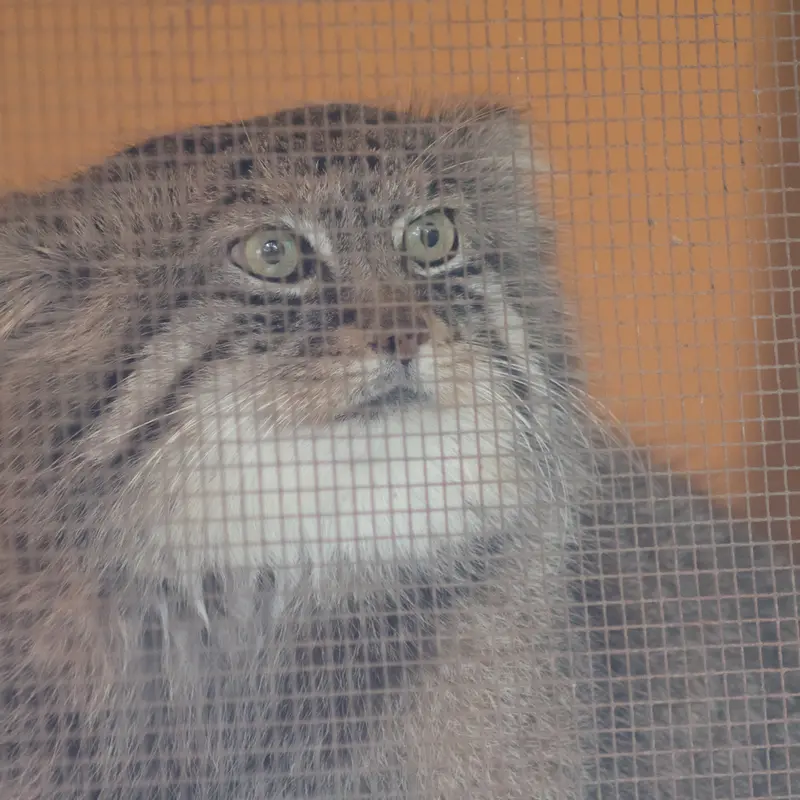 A photograph of Lotos in Saitama Children's Zoo